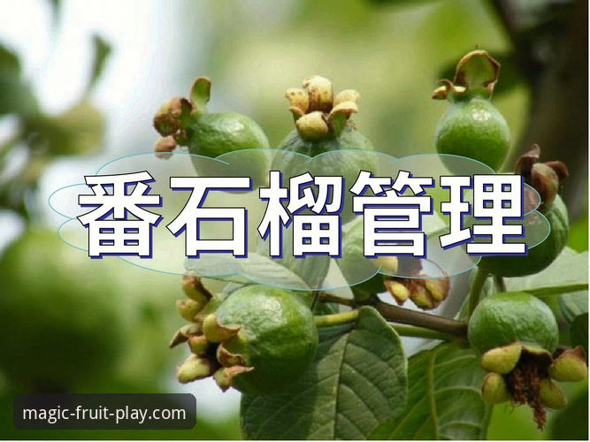 深度揭秘奇异果体育安卓版：2025新版功能与安全下载全攻略